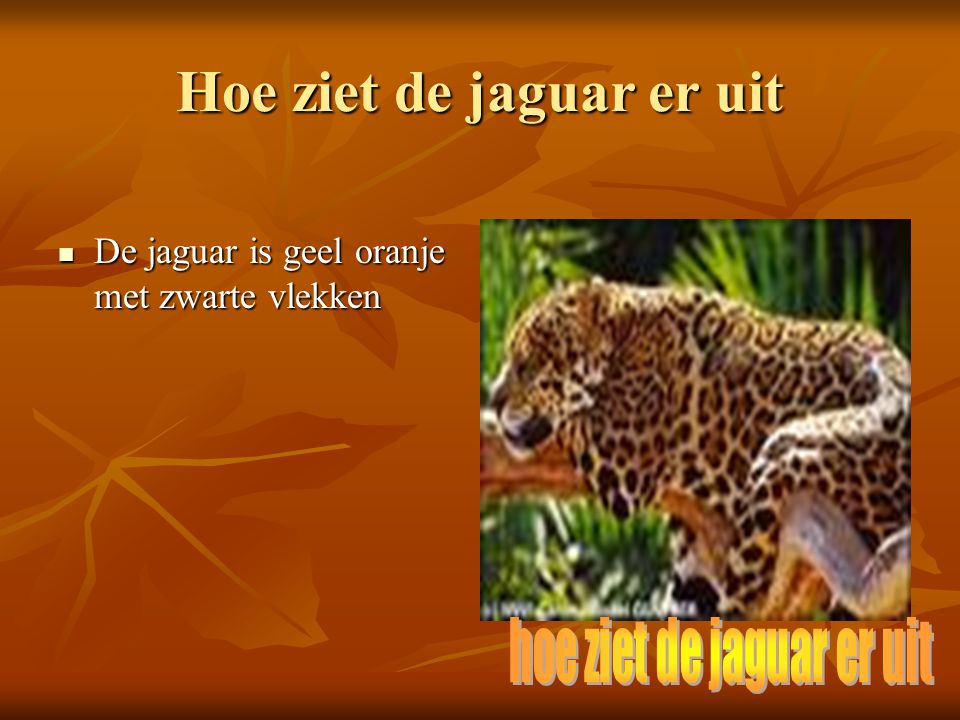 Hoe ziet de jaguar er uit