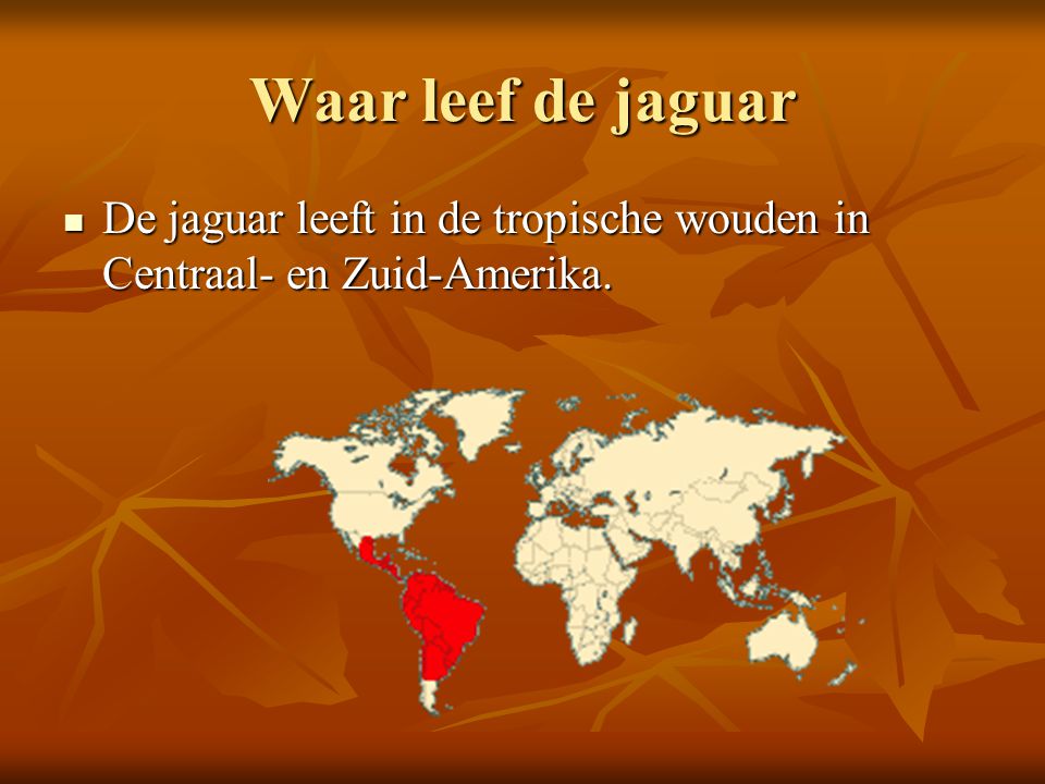 Waar leef de jaguar De jaguar leeft in de tropische wouden in Centraal- en Zuid-Amerika.