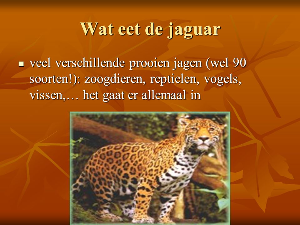 Wat eet de jaguar veel verschillende prooien jagen (wel 90 soorten!): zoogdieren, reptielen, vogels, vissen,… het gaat er allemaal in.