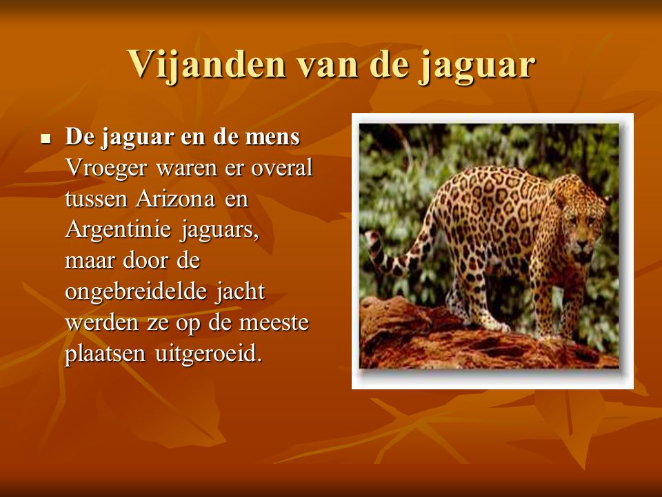 Vijanden van de jaguar