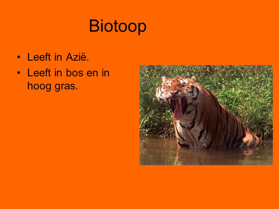 Biotoop Leeft in Azië. Leeft in bos en in hoog gras.