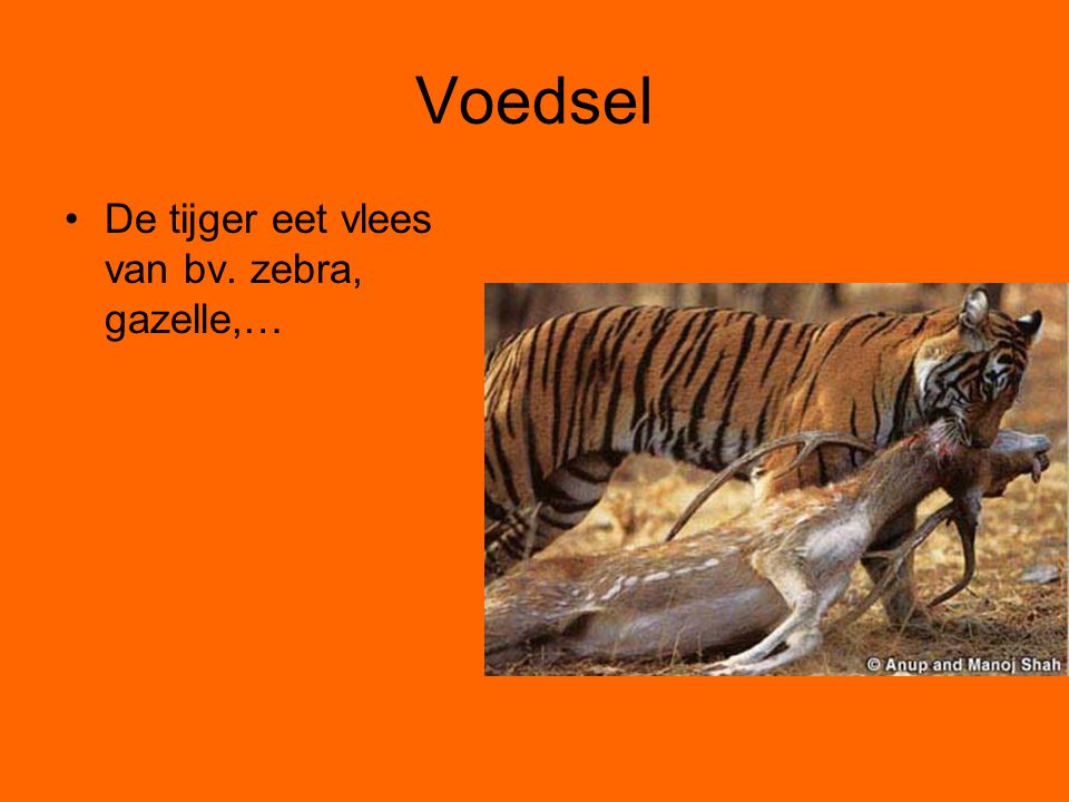 Voedsel De tijger eet vlees van bv. zebra, gazelle,…