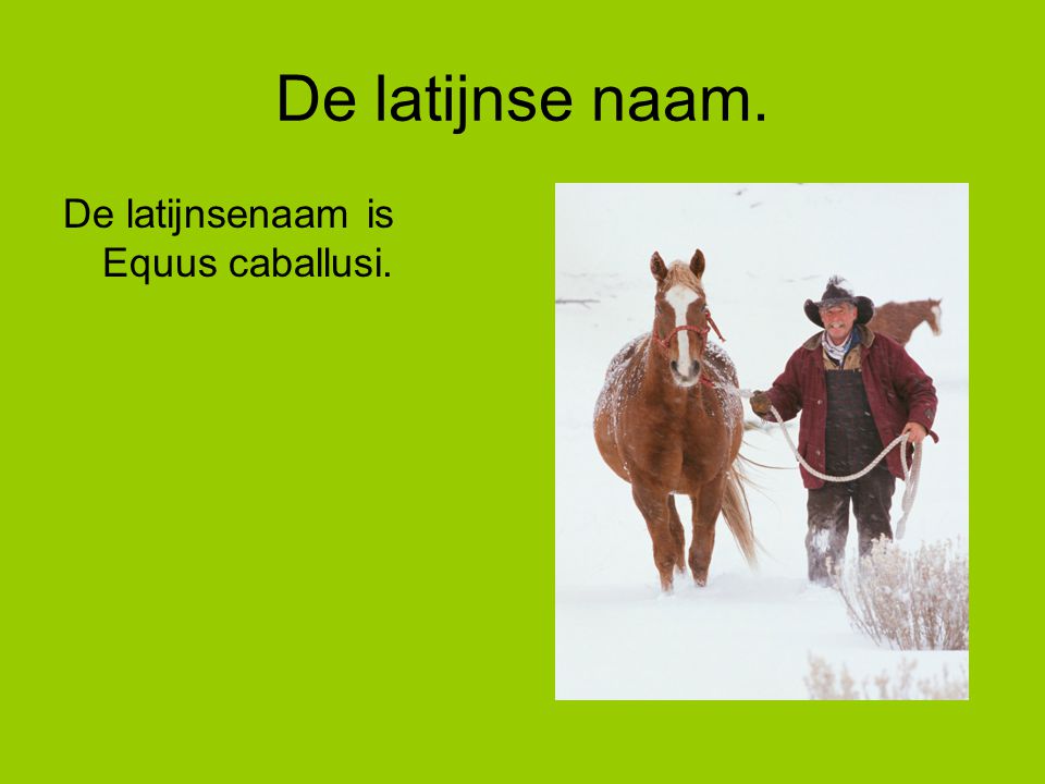 De latijnse naam. De latijnsenaam is Equus caballusi.