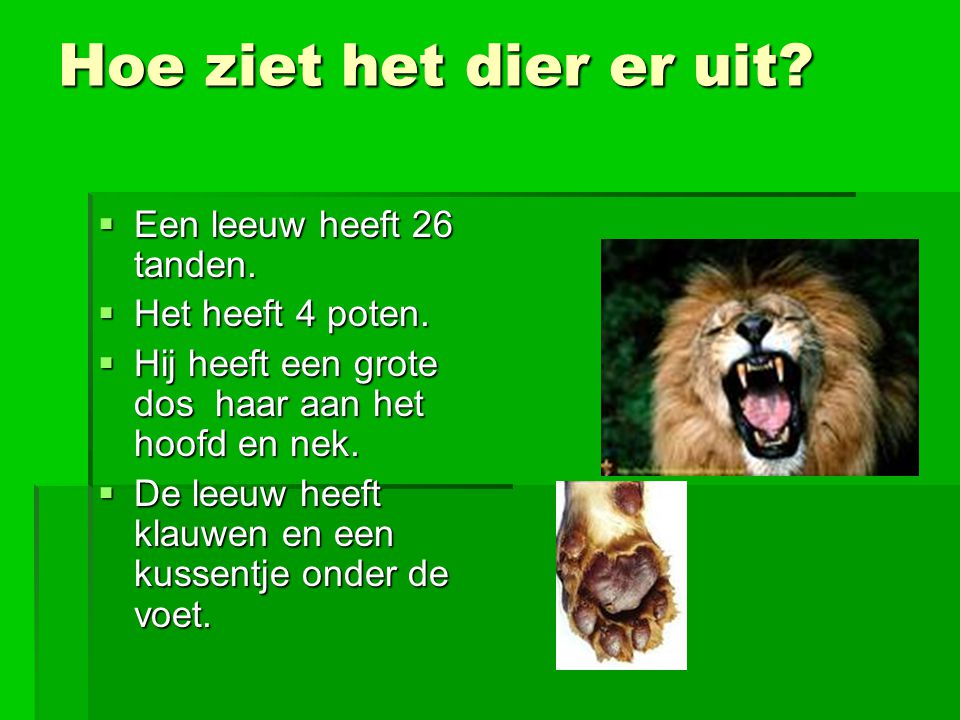 Hoe ziet het dier er uit Een leeuw heeft 26 tanden.