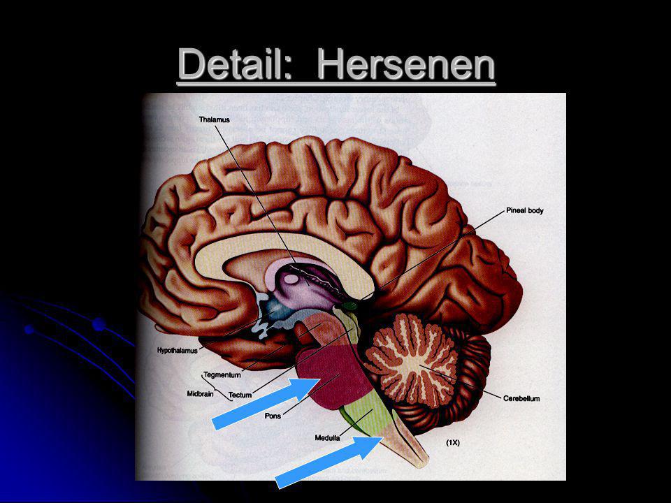 Detail: Hersenen