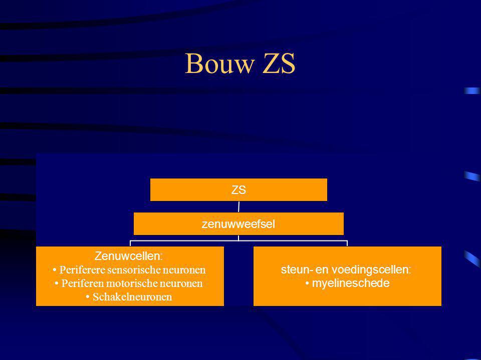 Bouw ZS
