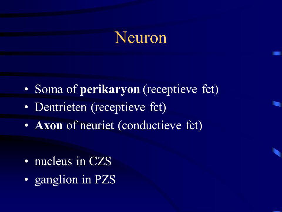 Neuron Soma of perikaryon (receptieve fct) Dentrieten (receptieve fct)