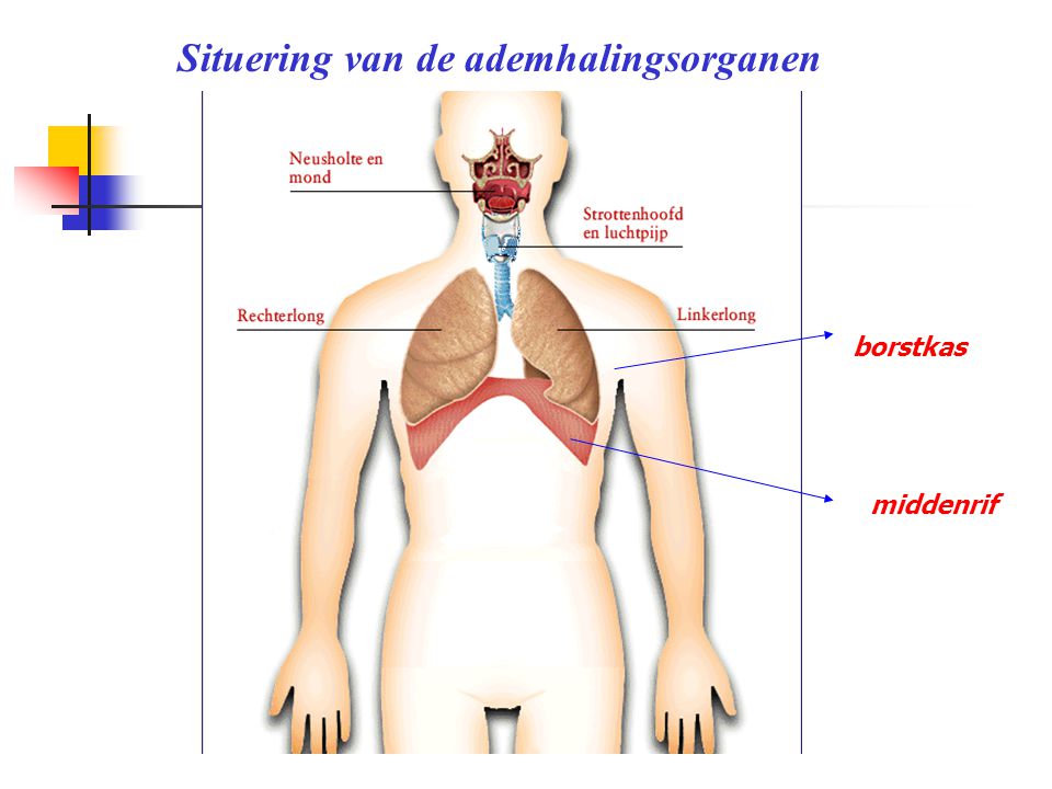 Situering van de ademhalingsorganen
