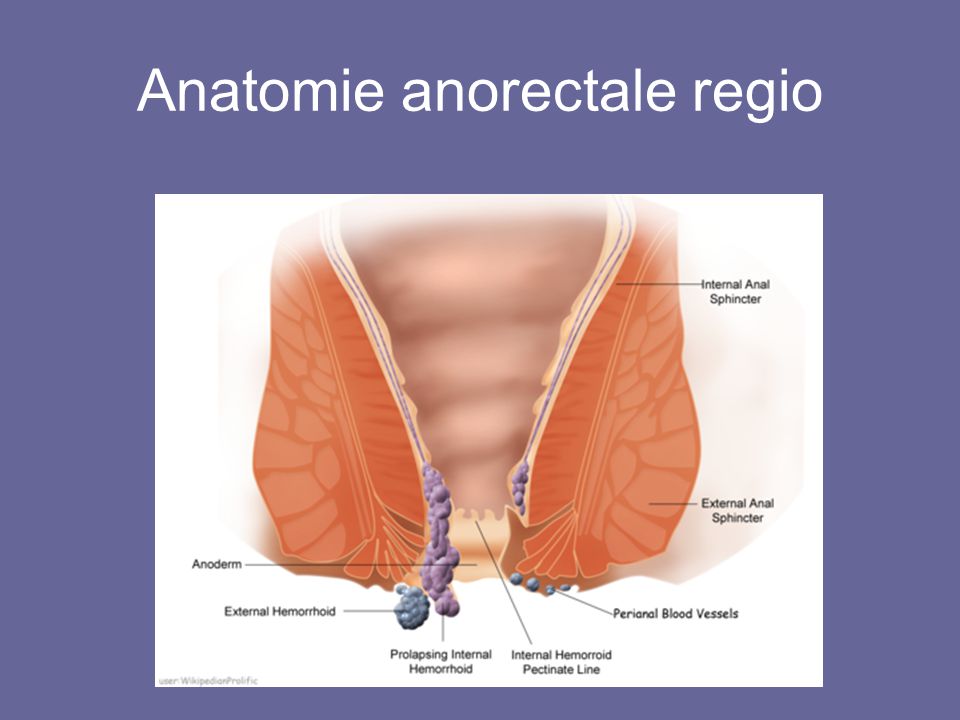 Anatomie anorectale regio