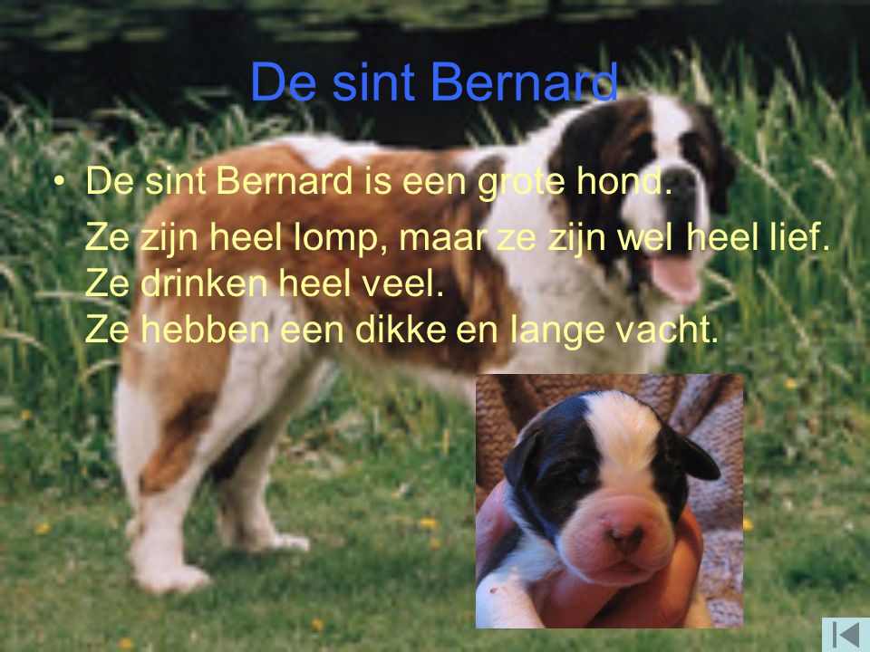 De sint Bernard De sint Bernard is een grote hond.