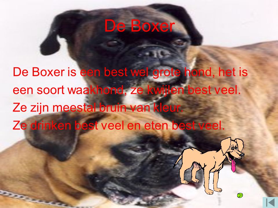 De Boxer De Boxer is een best wel grote hond, het is