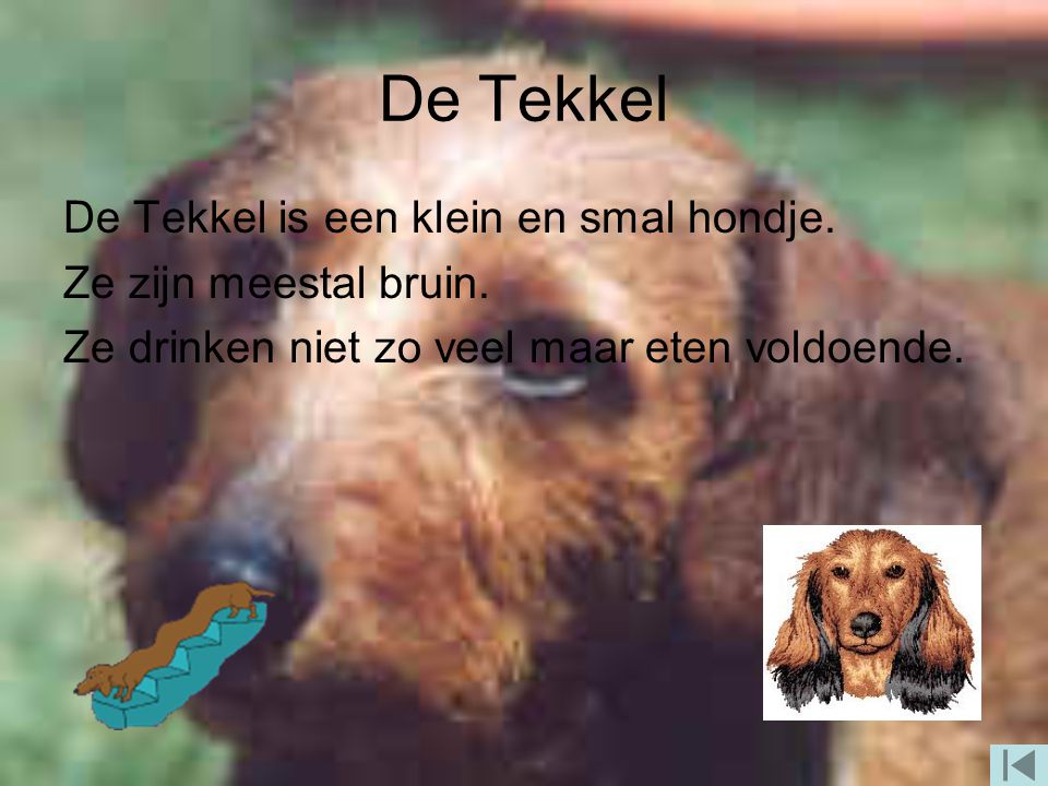 De Tekkel De Tekkel is een klein en smal hondje.