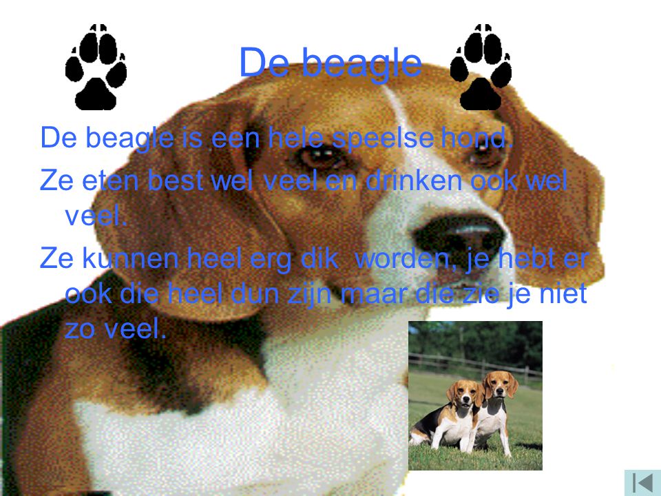 De beagle De beagle is een hele speelse hond.