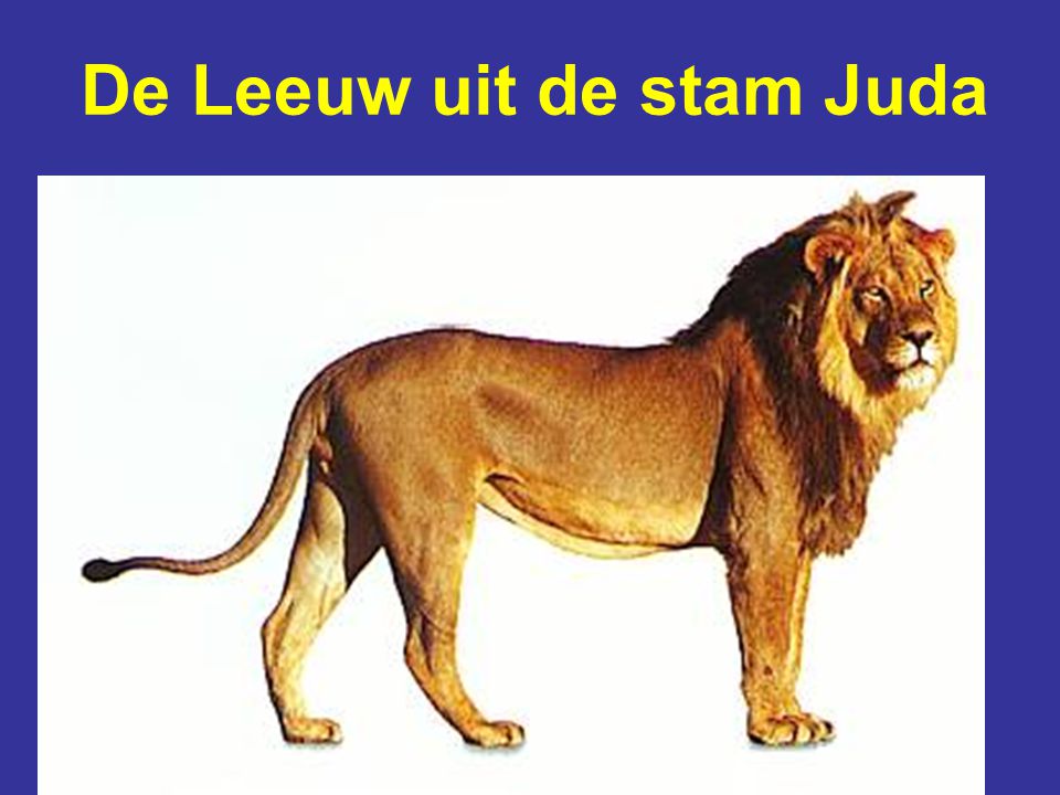 De Leeuw uit de stam Juda