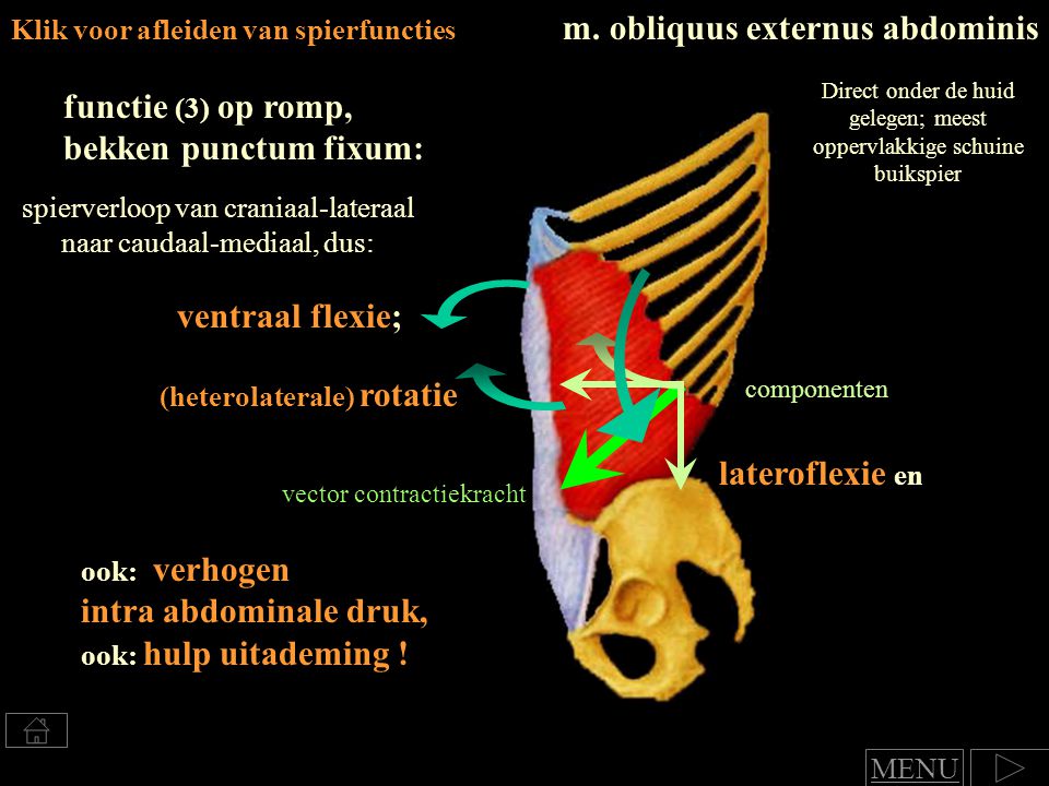 m. obliquus externus abdominis