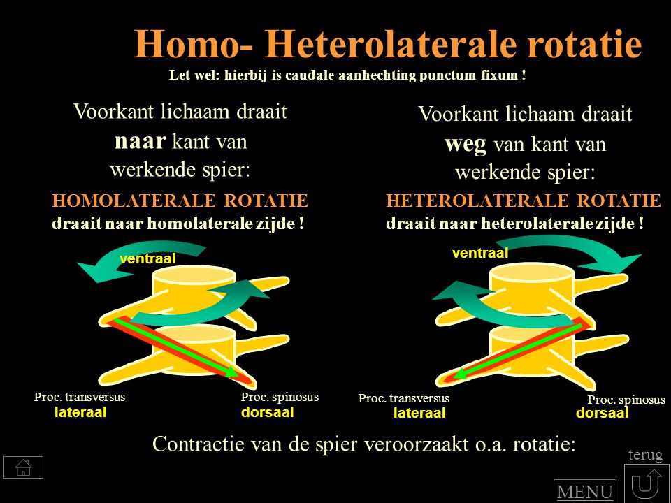 Homo- Heterolaterale rotatie