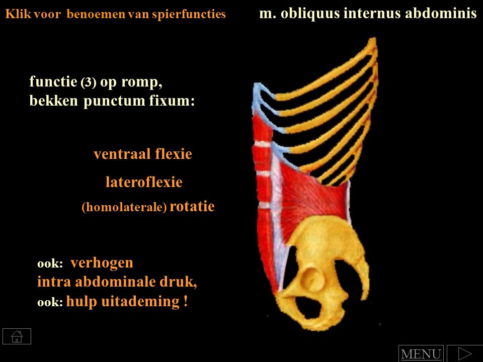 m. obliquus internus abdominis