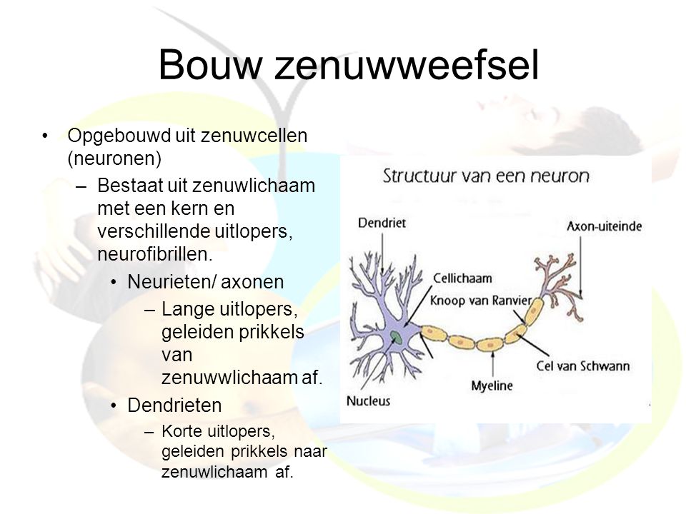 Bouw zenuwweefsel Opgebouwd uit zenuwcellen (neuronen)