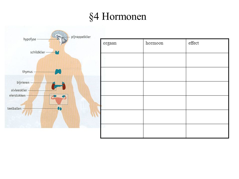 §4 Hormonen orgaan hormoon effect