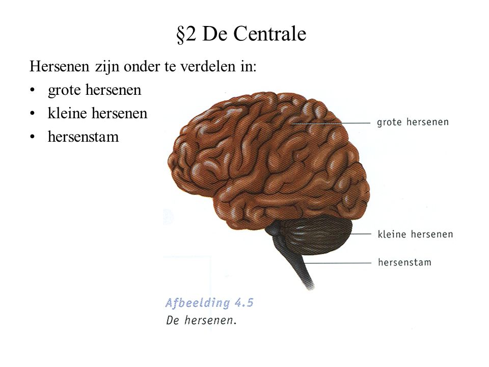 §2 De Centrale Hersenen zijn onder te verdelen in: grote hersenen
