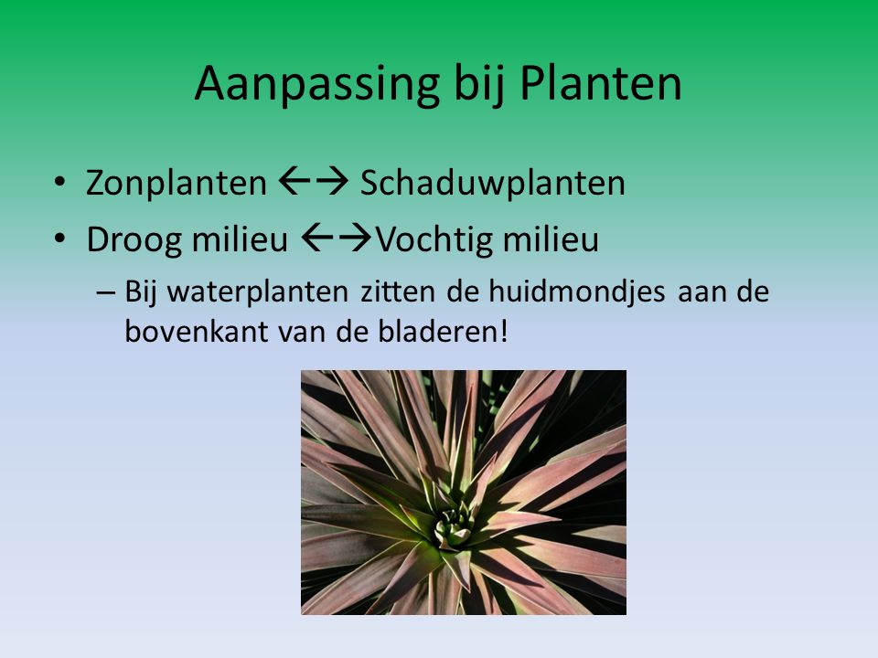 Aanpassing bij Planten