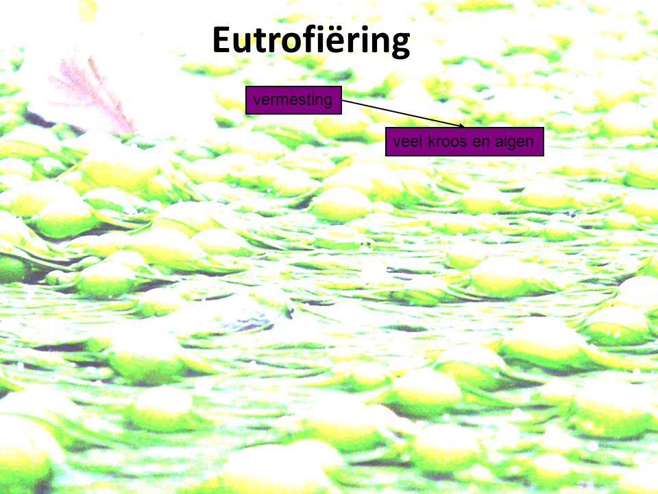 Eutrofiëring vermesting veel kroos en algen