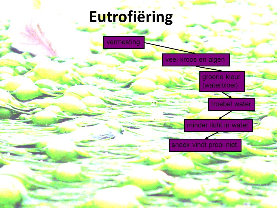 Eutrofiëring vermesting veel kroos en algen groene kleur (waterbloei)