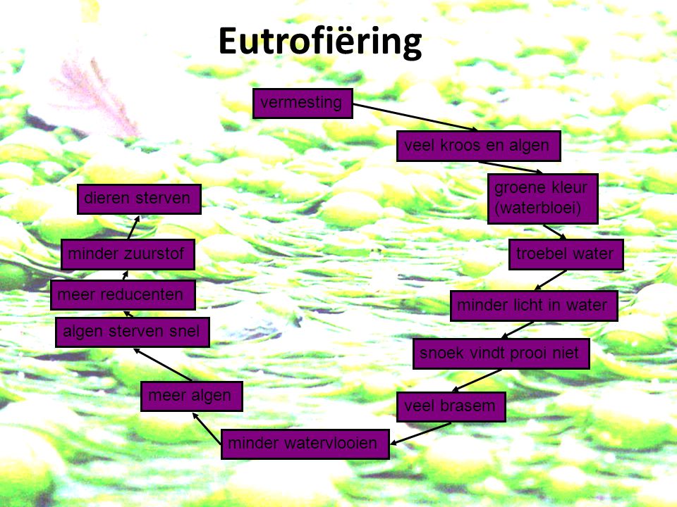 Eutrofiëring vermesting veel kroos en algen groene kleur (waterbloei)