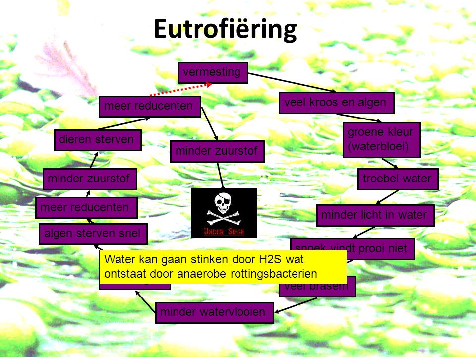 Eutrofiëring vermesting veel kroos en algen meer reducenten