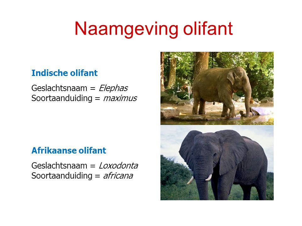 Naamgeving olifant Indische olifant