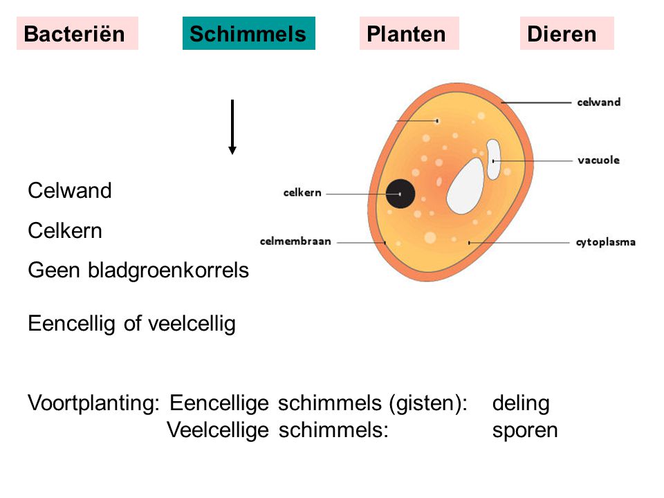 Bacteriën Schimmels. Planten. Dieren. Celwand. Celkern. Geen bladgroenkorrels Eencellig of veelcellig.