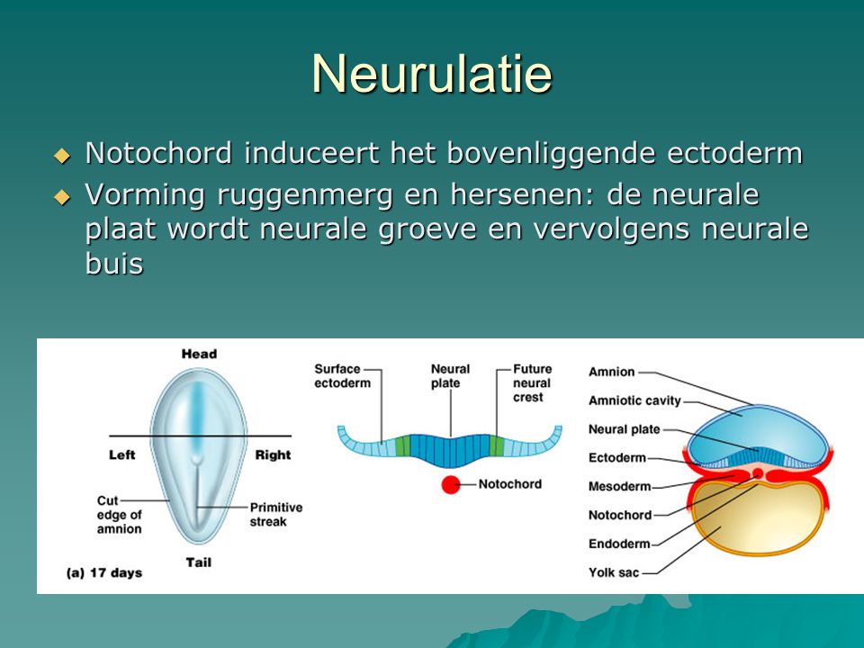 Neurulatie Notochord induceert het bovenliggende ectoderm