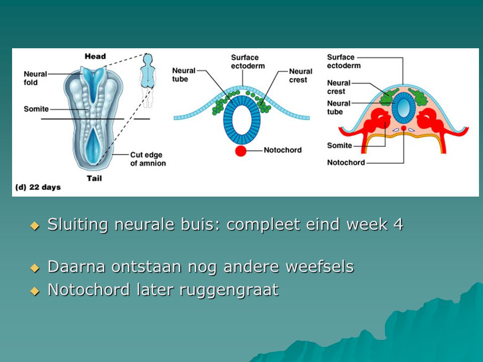 Sluiting neurale buis: compleet eind week 4