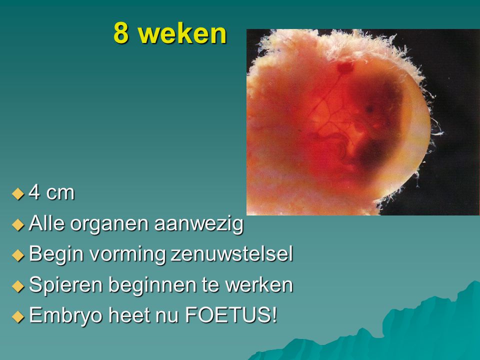 8 weken 4 cm Alle organen aanwezig Begin vorming zenuwstelsel