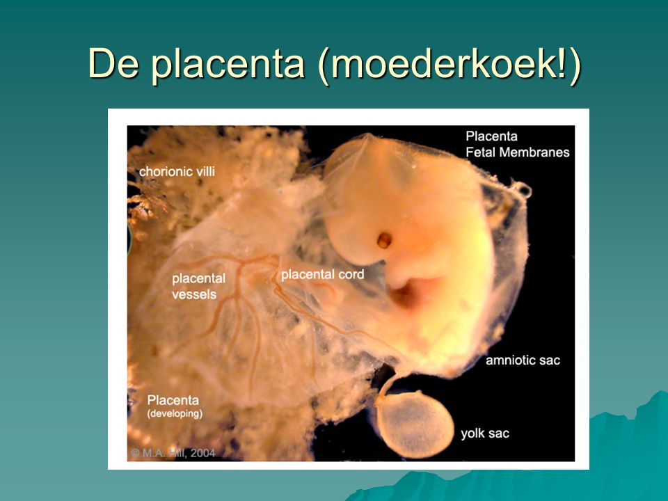 De placenta (moederkoek!)