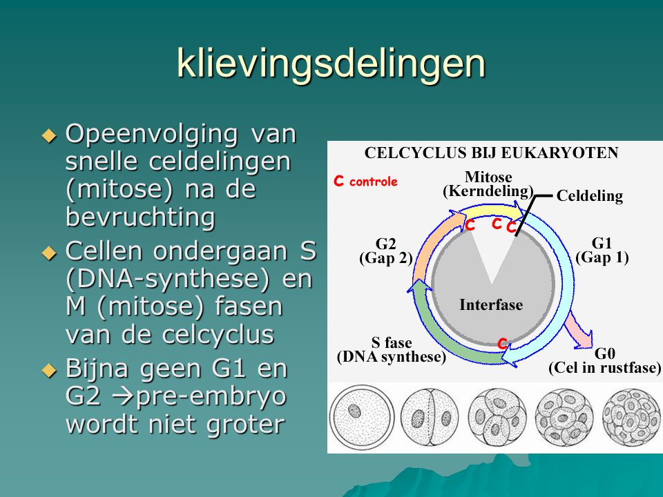 klievingsdelingen Opeenvolging van snelle celdelingen (mitose) na de bevruchting.