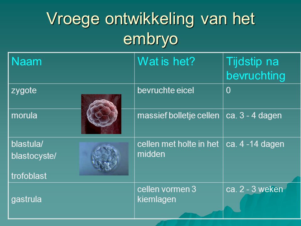 Vroege ontwikkeling van het embryo