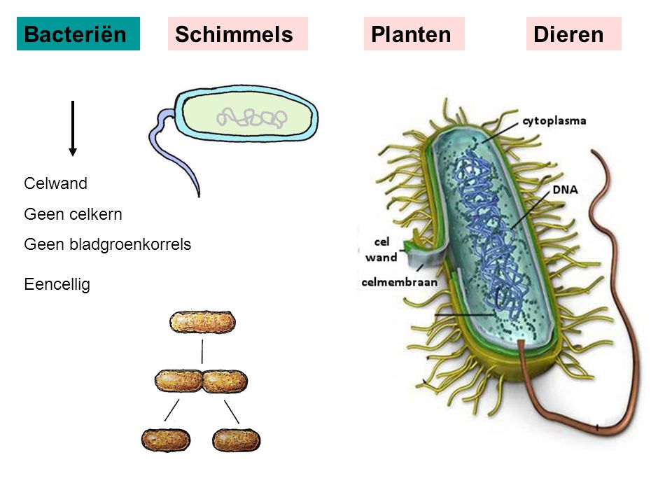 Bacteriën Schimmels Planten Dieren Celwand Geen celkern