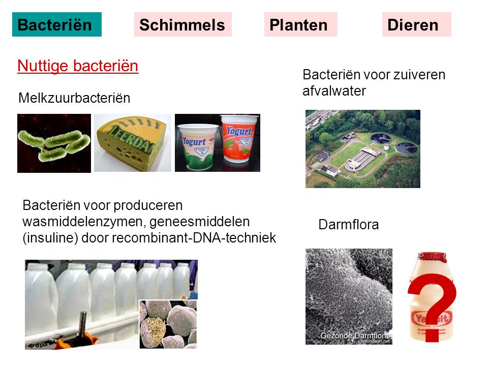 Bacteriën Schimmels Planten Dieren Nuttige bacteriën