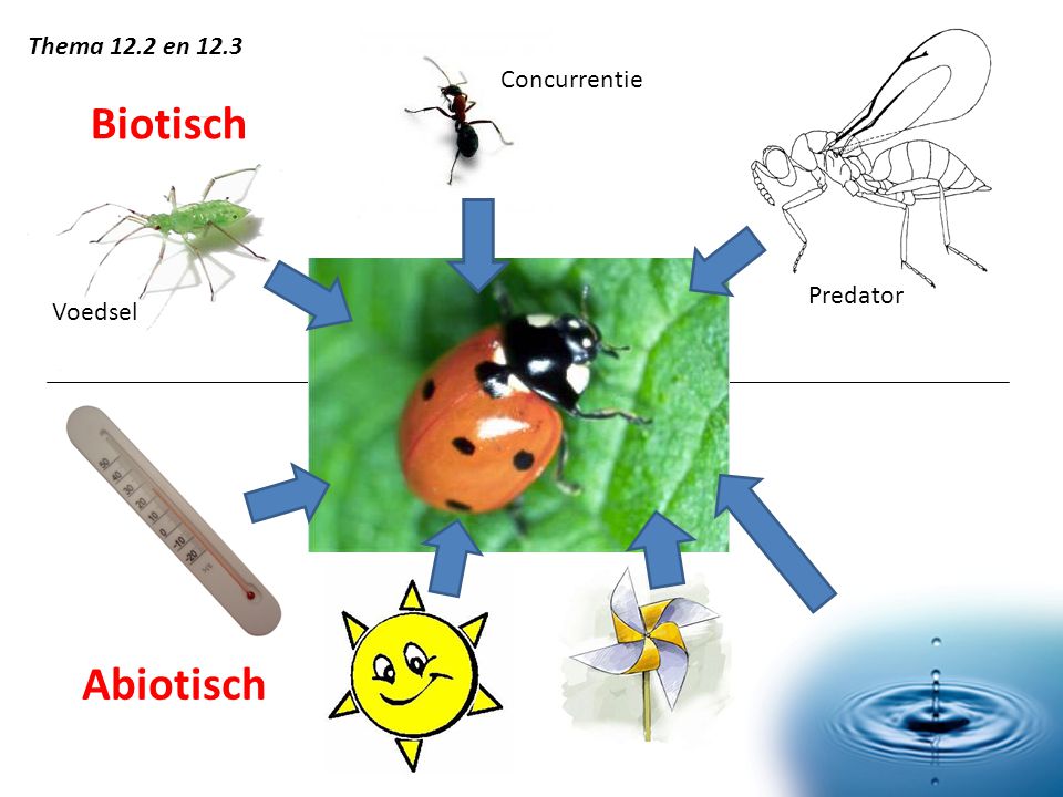 Thema 12.2 en 12.3 Concurrentie Biotisch Predator Voedsel Abiotisch