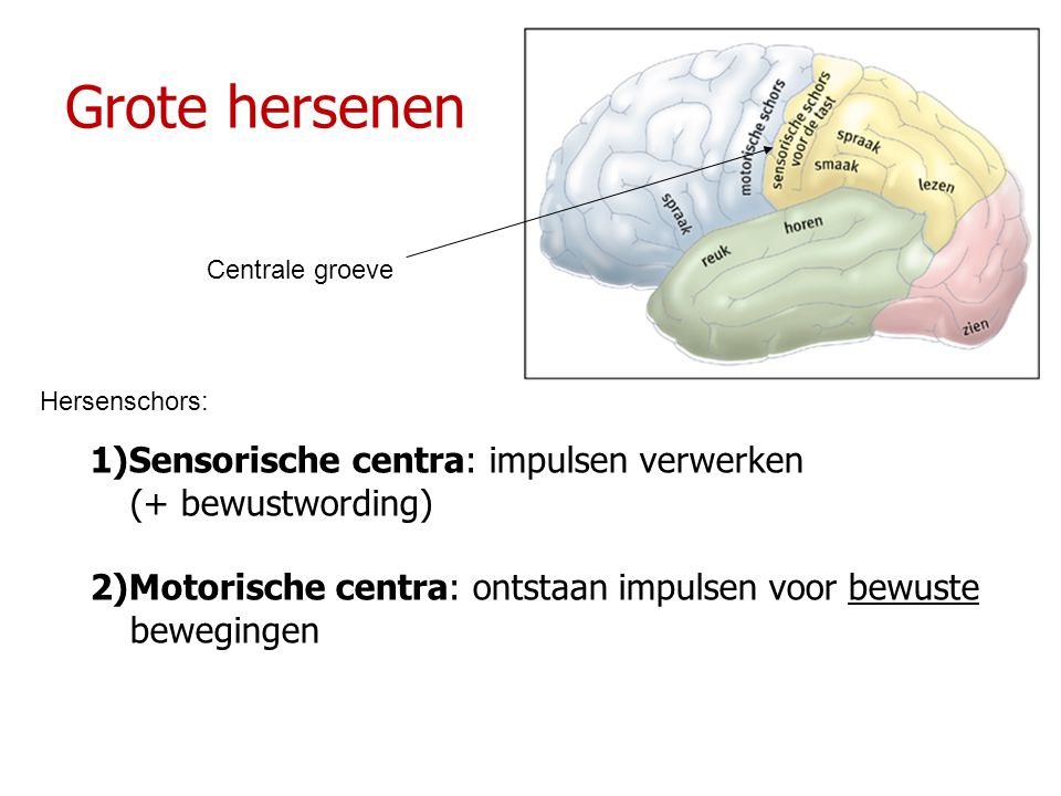 Grote hersenen 1)Sensorische centra: impulsen verwerken