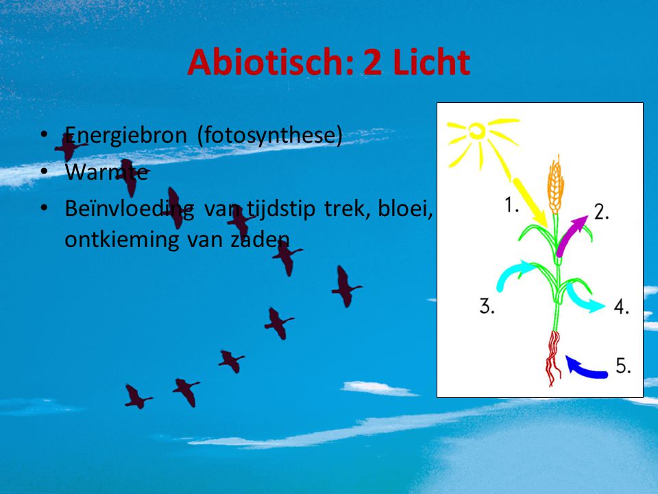 Abiotisch: 2 Licht Energiebron (fotosynthese) Warmte