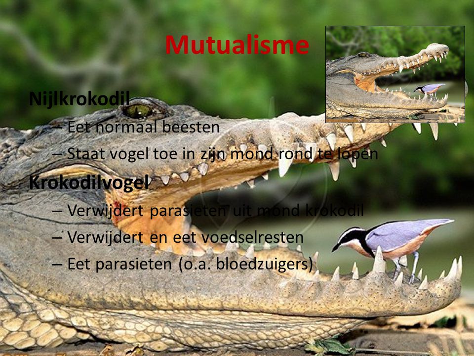 Mutualisme Nijlkrokodil Krokodilvogel Eet normaal beesten