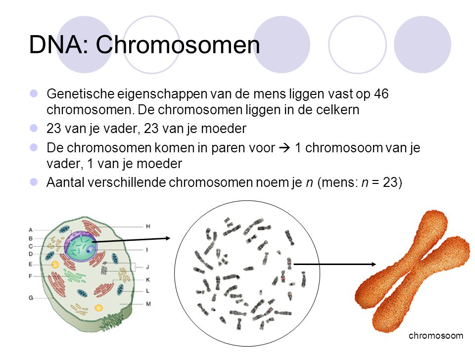 DNA: Chromosomen Genetische eigenschappen van de mens liggen vast op 46 chromosomen. De chromosomen liggen in de celkern.
