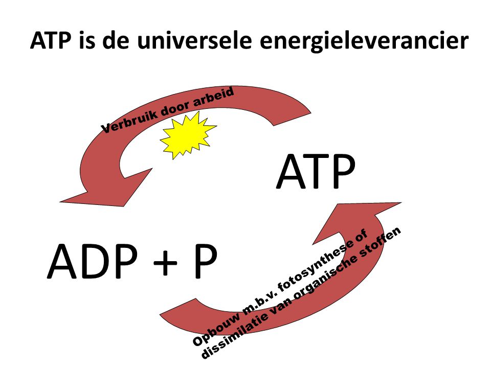 ATP is de universele energieleverancier