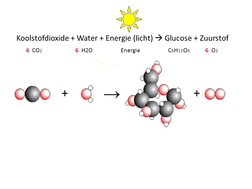 Koolstofdioxide + Water + Energie (licht)  Glucose + Zuurstof
