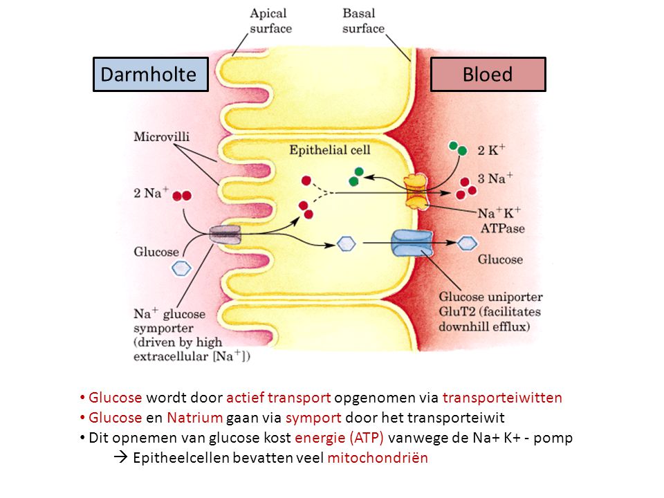 Darmholte Bloed. Glucose wordt door actief transport opgenomen via transporteiwitten. Glucose en Natrium gaan via symport door het transporteiwit.