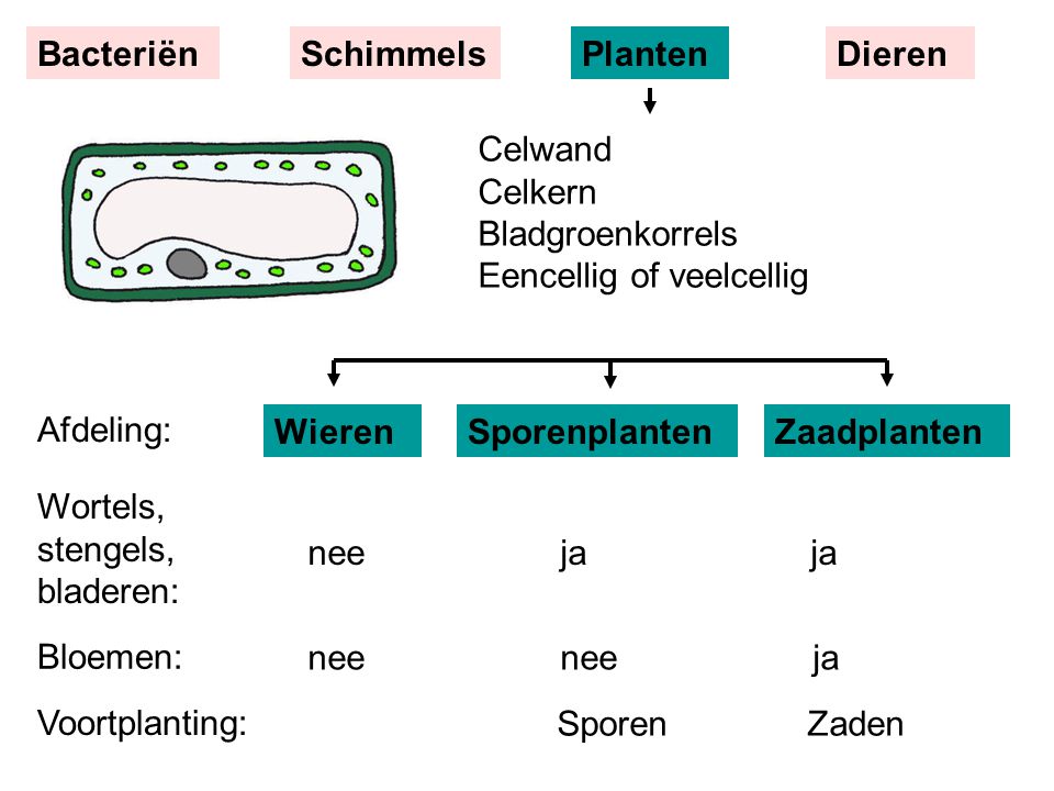 Bacteriën Schimmels. Planten. Dieren. Celwand Celkern Bladgroenkorrels Eencellig of veelcellig. Afdeling: