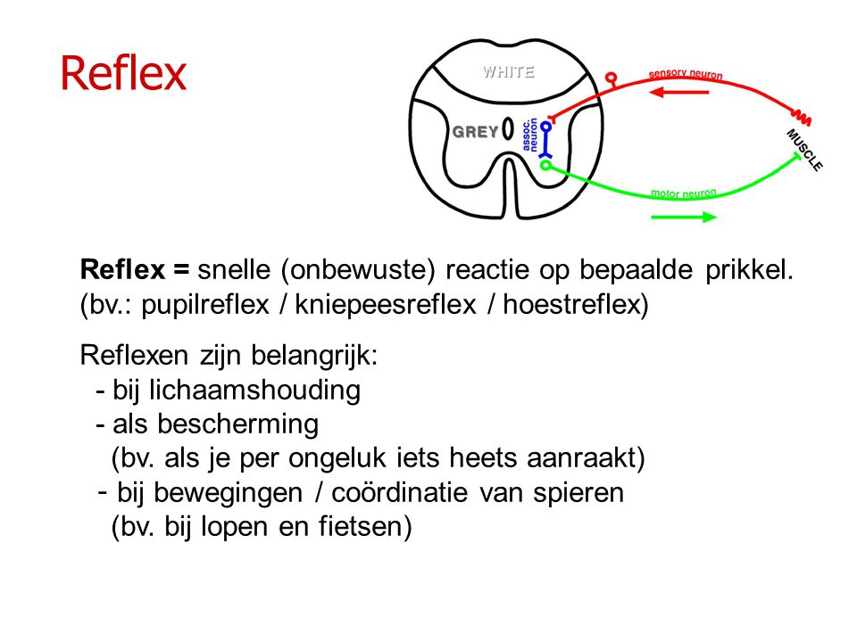 Reflex Reflex = snelle (onbewuste) reactie op bepaalde prikkel. (bv.: pupilreflex / kniepeesreflex / hoestreflex)