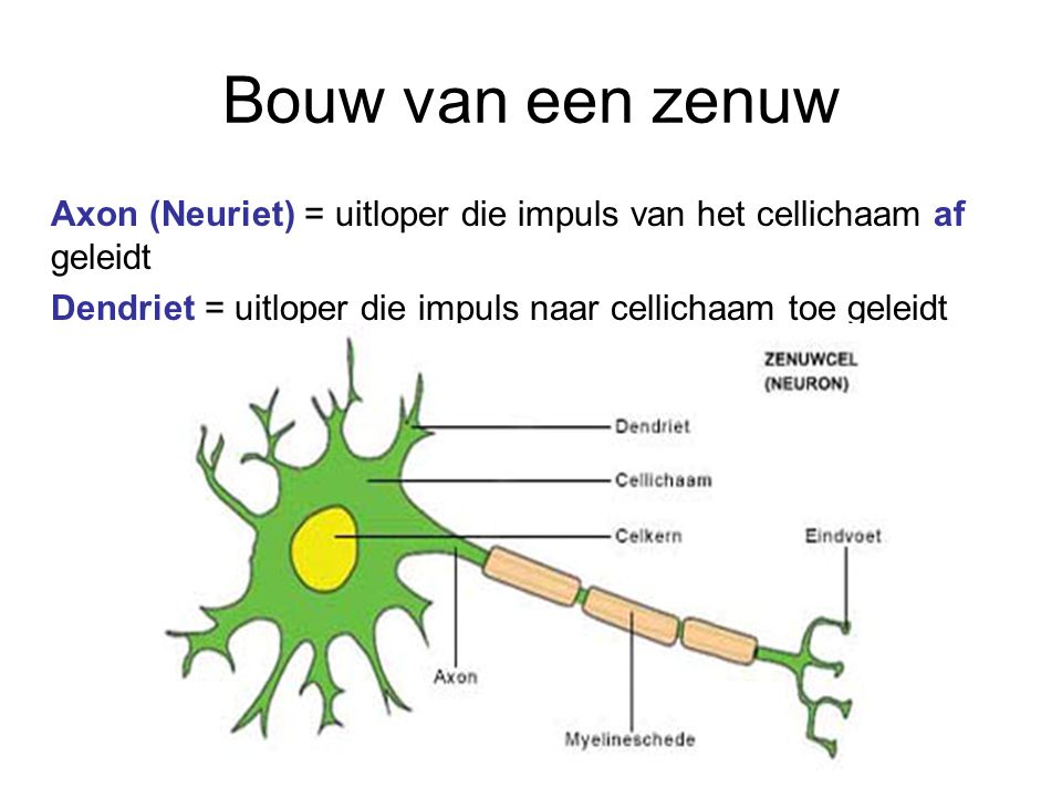 Bouw van een zenuw Axon (Neuriet) = uitloper die impuls van het cellichaam af geleidt.